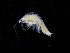  ( - ZMBN_111567)  @11 [ ] CreativeCommons - Attribution Non-Commercial Share-Alike (2017) University of Bergen Natural History Collections