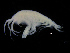  (Metopa glacialis - ZMBN_111571)  @11 [ ] CreativeCommons - Attribution Non-Commercial Share-Alike (2017) University of Bergen Natural History Collections