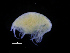  (Metopa cf. bruzelii - ZMBN_111573)  @11 [ ] CreativeCommons - Attribution Non-Commercial Share-Alike (2017) University of Bergen Natural History Collections