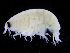 (Anonyx affinis - ZMBN_111574)  @11 [ ] CreativeCommons - Attribution Non-Commercial Share-Alike (2017) University of Bergen Natural History Collections