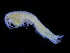  ( - ZMBN_111576)  @11 [ ] CreativeCommons - Attribution Non-Commercial Share-Alike (2017) University of Bergen Natural History Collections