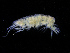  ( - ZMBN_112425)  @11 [ ] CreativeCommons - Attribution Non-Commercial Share-Alike (2017) University of Bergen Natural History Collections