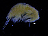  ( - ZMBN_112436)  @11 [ ] CreativeCommons - Attribution Non-Commercial Share-Alike (2017) University of Bergen Natural History Collections