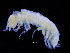  ( - ZMBN_112452)  @11 [ ] CreativeCommons - Attribution Non-Commercial Share-Alike (2017) University of Bergen Natural History Collections