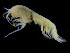  ( - ZMBN_112453)  @11 [ ] CreativeCommons - Attribution Non-Commercial Share-Alike (2017) University of Bergen Natural History Collections