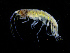  ( - ZMBN_112464)  @11 [ ] CreativeCommons - Attribution Non-Commercial Share-Alike (2017) University of Bergen Natural History Collections