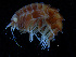  ( - ZMBN_112510)  @11 [ ] CreativeCommons - Attribution Non-Commercial Share-Alike (2017) University of Bergen Natural History Collections
