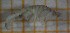  ( - AMP_812)  @11 [ ] CreativeCommons - Attribution Share-Alike (2024) Unspecified University of Lodz, Faculty of Biology and Environmental Protection