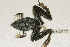  (Ptychadena oxyrhynchus - AACRG-0525)  @14 [ ] CreativeCommons - Attribution Non-Commercial Share-Alike (2013) Louis du Preez North-West University