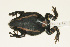  (Microhylidae - AACRG-1054)  @14 [ ] CreativeCommons - Attribution Non-Commercial Share-Alike (2013) Louis du Preez North-West University