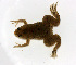  (Xenopus laevis - DNA-489)  @13 [ ] CreativeCommons - Attribution Non-Commercial Share-Alike (2013) PEM PEM