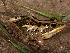  ( - ANG-330)  @11 [ ] CreativeCommons - Attribution Non-Commercial Share-Alike (2013) PEM PEM