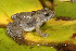  (Phrynobatrachus mababiensis - ANG-381)  @15 [ ] CreativeCommons - Attribution Non-Commercial Share-Alike (2013) PEM PEM