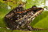  (Ptychadena subpunctata - ANG-429)  @14 [ ] CreativeCommons - Attribution Non-Commercial Share-Alike (2013) PEM PEM