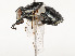  ( - CBG-A62887-A04)  @11 [ ] CreativeCommons - Attribution Share - Alike (2025) CBG Photography Group Centre for Biodiversity Genomics
