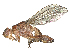  ( - CBG-A62889-D11)  @11 [ ] CreativeCommons - Attribution Share Alike (2025) CBG Photography Group Centre for Biodiversity Genomics