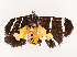  ( - CBG-B19163-D04)  @11 [ ] CreativeCommons - Attribution Share - Alike (2025) CBG Photography Group Centre for Biodiversity Genomics