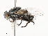  ( - CBG-A62891-B02)  @11 [ ] CreativeCommons - Attribution Share - Alike (2025) CBG Photography Group Centre for Biodiversity Genomics