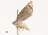  ( - CBG-B00494-C10)  @11 [ ] CreativeCommons - Attribution Share - Alike (2025) CBG Photography Group Centre for Biodiversity Genomics