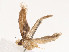  ( - CBG-B19171-F05)  @11 [ ] CreativeCommons - Attribution Share - Alike (2025) CBG Photography Group Centre for Biodiversity Genomics