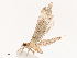  ( - CBG-B19184-B08)  @11 [ ] CreativeCommons - Attribution Share - Alike (2025) CBG Photography Group Centre for Biodiversity Genomics