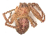  (Neosparassus - CBG-B00889-H10)  @11 [ ] CreativeCommons - Attribution Share - Alike (2025) CBG Photography Group Centre for Biodiversity Genomics