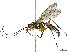  ( - CBG-B07589-A10)  @11 [ ] CreativeCommons - Attribution Share - Alike (2025) CBG Photography Group Centre for Biodiversity Genomics