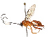  (Ceratomansa - CBG-B07589-B03)  @11 [ ] CreativeCommons - Attribution Share - Alike (2025) CBG Photography Group Centre for Biodiversity Genomics