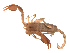  ( - BIOUG31820-E11)  @11 [ ] CreativeCommons - Attribution (2017) G. Blagoev Centre for Biodiversity Genomics