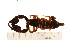  ( - VF-0704-1)  @11 [ ] CreativeCommons - Attribution (2010) Gergin Blagoev, Centre for Biodiversity Genomics Centre for Biodiversity Genomics