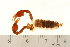  ( - VF-0747-1)  @13 [ ] CreativeCommons - Attribution (2010) Gergin Blagoev, Centre for Biodiversity Genomics Centre for Biodiversity Genomics