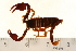  (Alpiscorpius mingrelicus - VF-0765-1)  @14 [ ] CreativeCommons - Attribution (2010) Gergin Blagoev, Centre for Biodiversity Genomics Centre for Biodiversity Genomics
