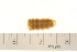  (Euscorpius balearicus - VF-0770-1)  @11 [ ] CreativeCommons - Attribution (2010) Gergin Blagoev, Centre for Biodiversity Genomics Centre for Biodiversity Genomics