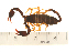  (Euscorpius concinnus - VF-0782-1)  @13 [ ] CreativeCommons - Attribution (2010) Gergin Blagoev, Centre for Biodiversity Genomics Centre for Biodiversity Genomics