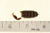  ( - VF-0794-1)  @11 [ ] CreativeCommons - Attribution (2010) Gergin Blagoev, Centre for Biodiversity Genomics Centre for Biodiversity Genomics