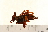  ( - VF-0798-1)  @12 [ ] CreativeCommons - Attribution (2010) Gergin Blagoev, Centre for Biodiversity Genomics Centre for Biodiversity Genomics