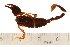  ( - VF-0799-1)  @13 [ ] CreativeCommons - Attribution (2010) Gergin Blagoev, Centre for Biodiversity Genomics Centre for Biodiversity Genomics