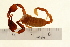  ( - VF-0800-1)  @13 [ ] CreativeCommons - Attribution (2010) Gergin Blagoev, Centre for Biodiversity Genomics Centre for Biodiversity Genomics