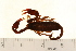  ( - VF-0813-1)  @14 [ ] CreativeCommons - Attribution (2010) Gergin Blagoev, Centre for Biodiversity Genomics Centre for Biodiversity Genomics