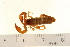  (Euscorpius sp. 1VF - VF-0819-1)  @13 [ ] CreativeCommons - Attribution (2010) Gergin Blagoev, Centre for Biodiversity Genomics Centre for Biodiversity Genomics