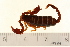  (Euscorpius deltshevi - VF-0821-1)  @14 [ ] CreativeCommons - Attribution (2010) Gergin Blagoev, Centre for Biodiversity Genomics Centre for Biodiversity Genomics