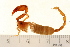  ( - VF-0824-1)  @12 [ ] CreativeCommons - Attribution (2010) Gergin Blagoev, Centre for Biodiversity Genomics Centre for Biodiversity Genomics