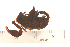  (Euscorpius croaticus - VF-0834-1)  @12 [ ] CreativeCommons - Attribution (2010) Gergin Blagoev, Centre for Biodiversity Genomics Centre for Biodiversity Genomics