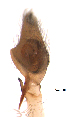  ( - UOS-SPK-00165)  @11 [ ] CreativeCommons - Attribution (2016) G. Blagoev Centre for Biodiversity Genomics