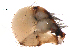  ( - UOS-SPK-00179)  @11 [ ] CreativeCommons - Attribution (2016) G. Blagoev Centre for Biodiversity Genomics