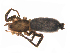  (Zelotes sp. 1GAB_PAK - UOS-AMSPK-00030)  @11 [ ] CreativeCommons - Attribution (2016) G. Blagoev Centre for Biodiversity Genomics