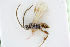  ( - BC-ZSM-HYM-24056-G09)  @12 [ ] CreativeCommons - Attribution Non-Commercial Share-Alike (2016) SNSB, Staatliche Naturwissenschaftliche Sammlungen Bayerns ZSM (SNSB, Zoologische Staatssammlung Muenchen)
