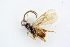  ( - BC-ZSM-HYM-24056-H09)  @12 [ ] CreativeCommons - Attribution Non-Commercial Share-Alike (2016) SNSB, Staatliche Naturwissenschaftliche Sammlungen Bayerns ZSM (SNSB, Zoologische Staatssammlung Muenchen)
