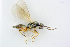  ( - BC-ZSM-HYM-24057-E07)  @12 [ ] CreativeCommons - Attribution Non-Commercial Share-Alike (2016) SNSB, Staatliche Naturwissenschaftliche Sammlungen Bayerns ZSM (SNSB, Zoologische Staatssammlung Muenchen)
