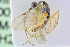  ( - BC-ZSM-HYM-24057-H01)  @12 [ ] CreativeCommons - Attribution Non-Commercial Share-Alike (2016) SNSB, Staatliche Naturwissenschaftliche Sammlungen Bayerns ZSM (SNSB, Zoologische Staatssammlung Muenchen)
